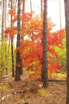 A tree with red leaves, stands alone in the forest. Stock Photos