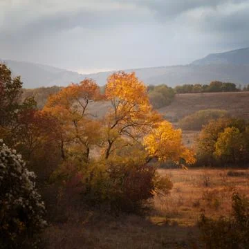 Tree with red leaves at sunset Stock Photos