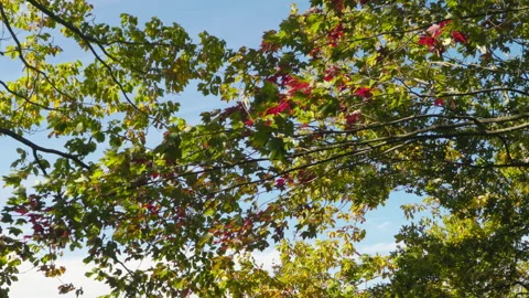 Tree With Red Orange Brown Leaves Swaying in Wind on Background Blue Sky on.. Stock Footage 320326659