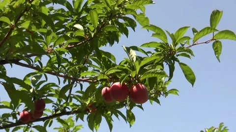 Tree red plums Stock Footage 51502804
