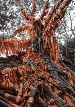 Tree with red ribbons Stock Photos
