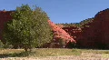Tree & Red Rock In The Jemez Mountains HD Footage
