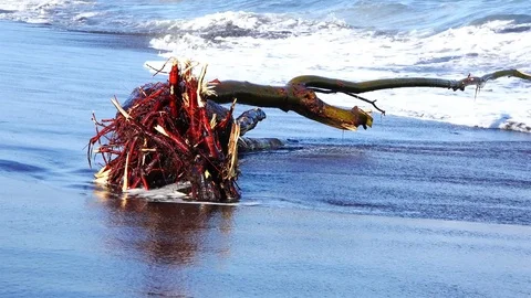 Tree with red roots washes ocean water on a black sand shore Stock Footage 73200809