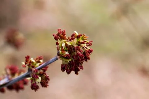 Tree with red stamens Foto stock