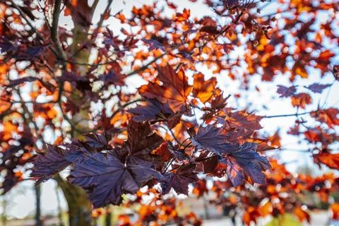 A tree with reddish-brown leaves is putting forth new leaves. Foto stock