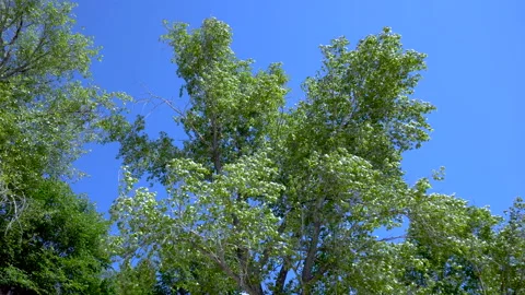 The tree is reeling from the strong wind Stock Footage 110769038