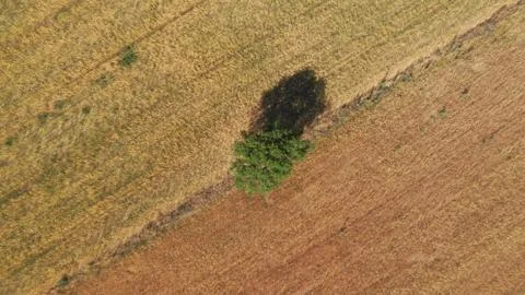 Tree as a reference for different cereal crops drone photo Stock Photos