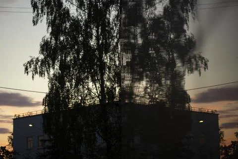 The tree is reflected in the building. A big tree in the wee hours of the day Stock Photos