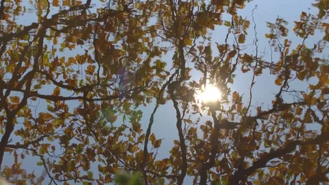 The Tree is Reflected in the Lake Stock Footage 82453656