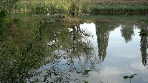 Tree Reflected in Lake Vídeo Stock 139474059