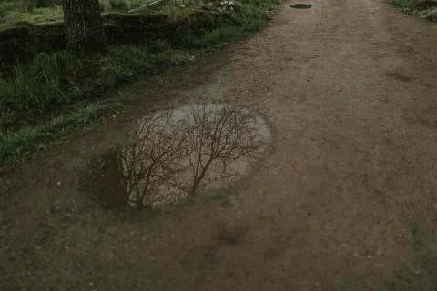 Tree reflected in a puddle in the middle of a track. Stock Photos