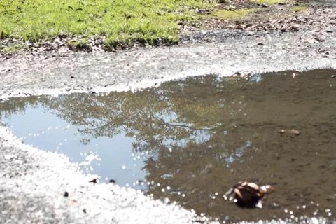 Tree reflected in puddle Stock Photos
