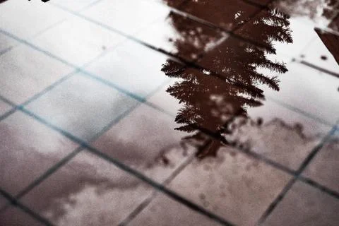 Tree reflected in puddle Stock Photos