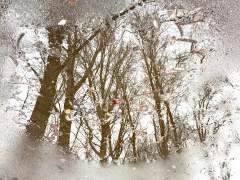 A tree is reflected in a puddle of water 写真素材