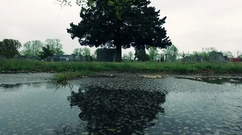 Tree Reflected Off of Rain Puddle Stock Footage 62937686