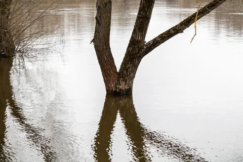 A tree reflected in the river Stock Photos