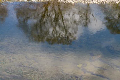Tree reflected in river water Stock Photos