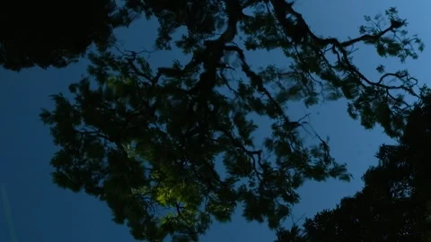 Tree reflected on the surface of slowly moving water Stock Footage 279760787
