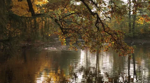 The tree is reflected in the water 4437.mp4 Stock Footage 32039467