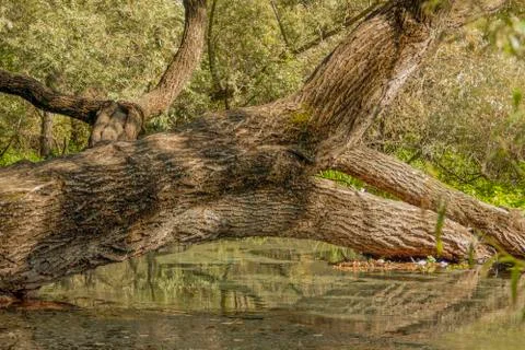 Tree reflected in the water Stock Photos