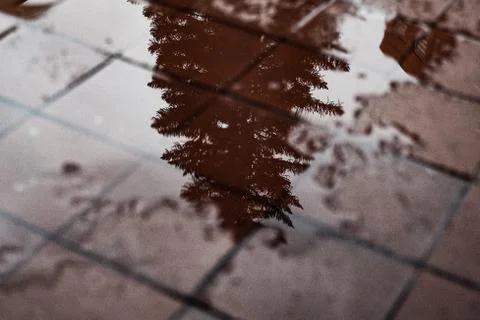 Tree reflected in water Stock Photos
