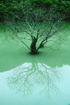 A tree is reflected in the water Stock Photos