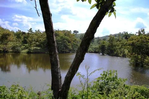 A tree is reflected in the water of a pond Stock Photos