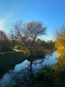 A tree is reflected in the water of a river Stock Photos