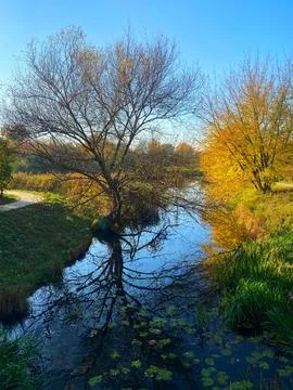 A tree is reflected in the water of a river Stock Photos