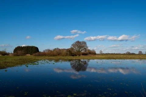 A tree  is reflected in the water while clouds pass by the blue sky Stock Photos