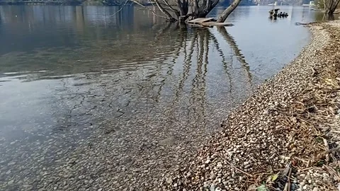 Tree reflected in the waters of the Adda River Vídeo Stock 264976922