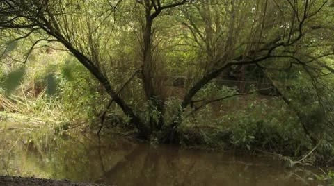 Tree reflecting in flowing river Stock Footage 10699545