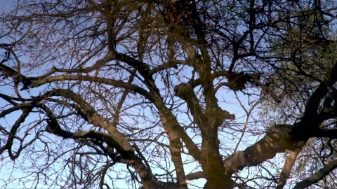 Tree Reflecting In A Pond Next To A Water Stream - In Slow motion  Stock Footage 170236509