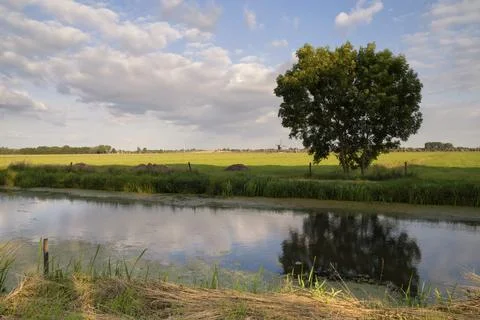 Tree reflecting in a pond Stock Photos