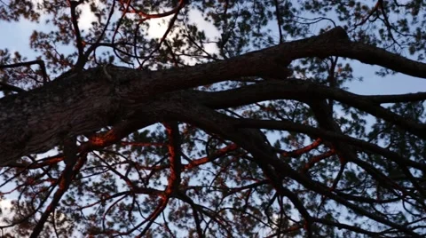 Tree reflecting sunset Video stock 40042228