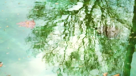 Tree reflecting on water. Tree silhouette on wavy water. Stock Footage 225519440
