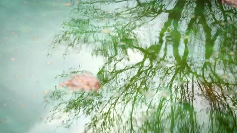 Tree reflecting on water. Tree silhouette on wavy water. Stock Footage 225519540