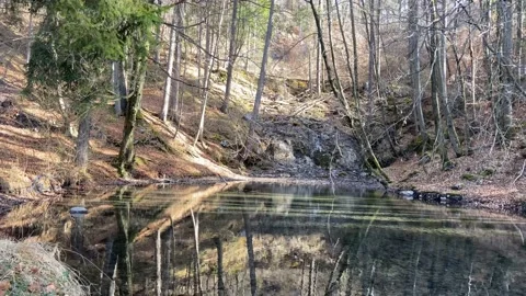 Tree Reflection on an alpine lake 4K Stock Footage 149651174