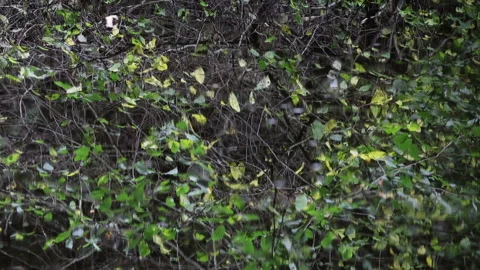 Tree Reflection and Ripples Moving Gently in a Stream, UK Video stock 158989353