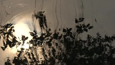 Tree Reflection and Sunlight on Rippling Water Surface Stock Footage 345631824