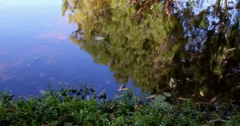 Tree reflection on creek Stock Footage 69261430