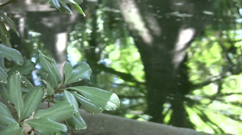 Tree reflection Stock-Footage 303861