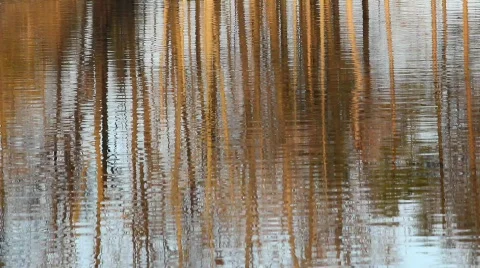 Tree reflection  Stock Footage 658413