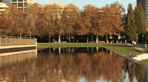 Tree Reflection Stock Footage 925904