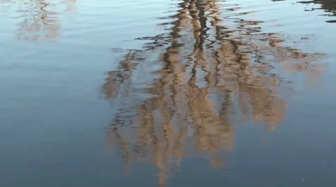 Tree Reflection Stock Footage 1014312