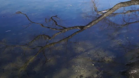TREE REFLECTION Video stock 193743194