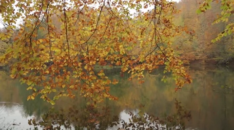 Tree Reflection On Lake Stock Footage 43325228