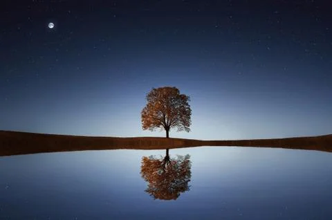 Tree reflection in lake in moonlight Stock Photos