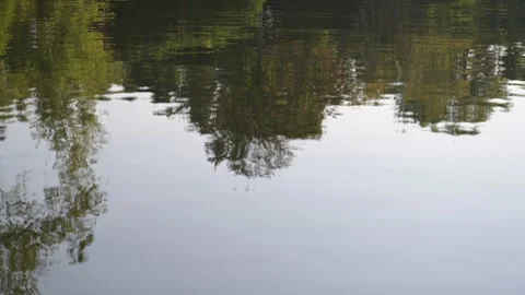 Tree reflection on the lake Summer time nature Stock Footage 297793287