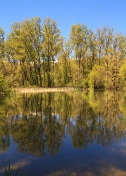 Tree reflection landscape Stock Photos